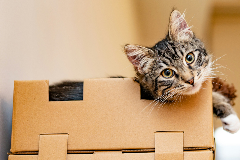 Pet Relocation